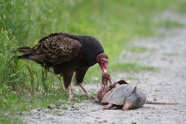 Nature’s clean up Crew –The Vulnerable Vultures