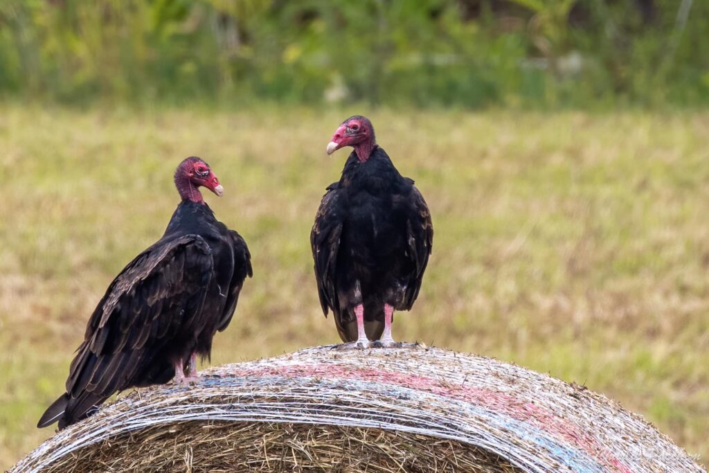 Nature’s clean up Crew –The Vulnerable Vultures